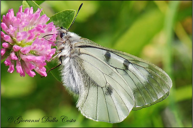 Parnassius mnemosyne